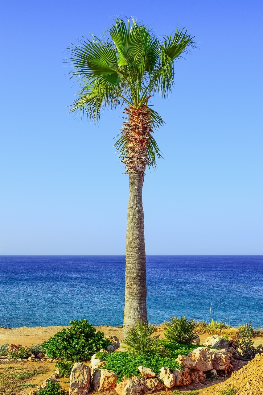 palm tree sea horizon free photo