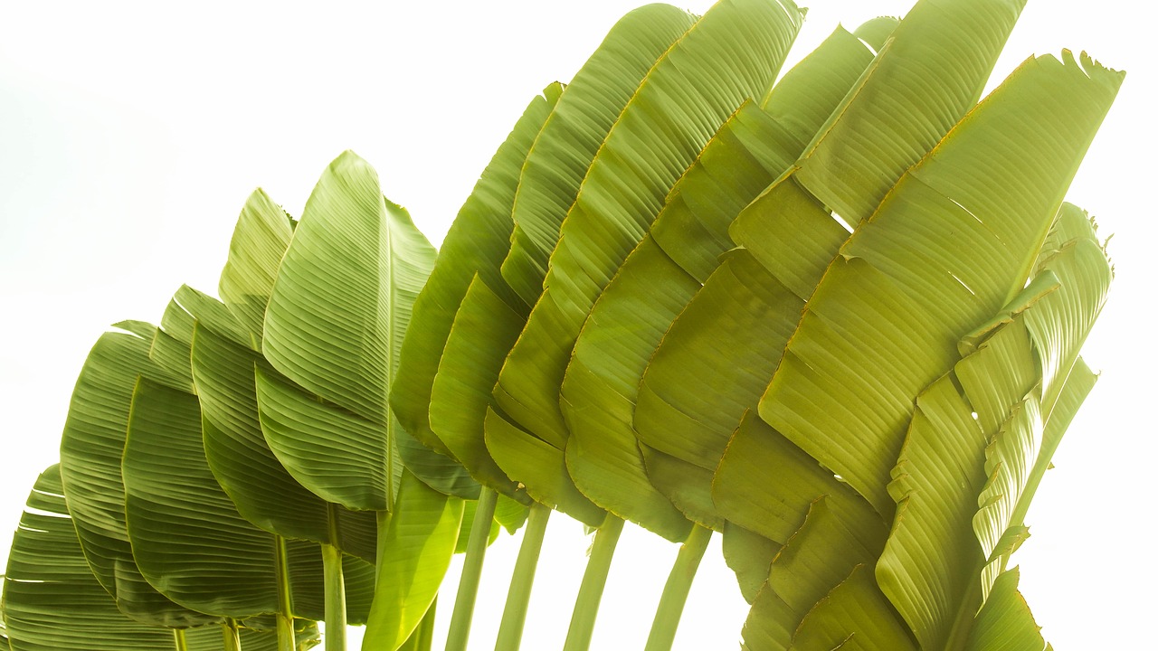 palm tree brazil green free photo