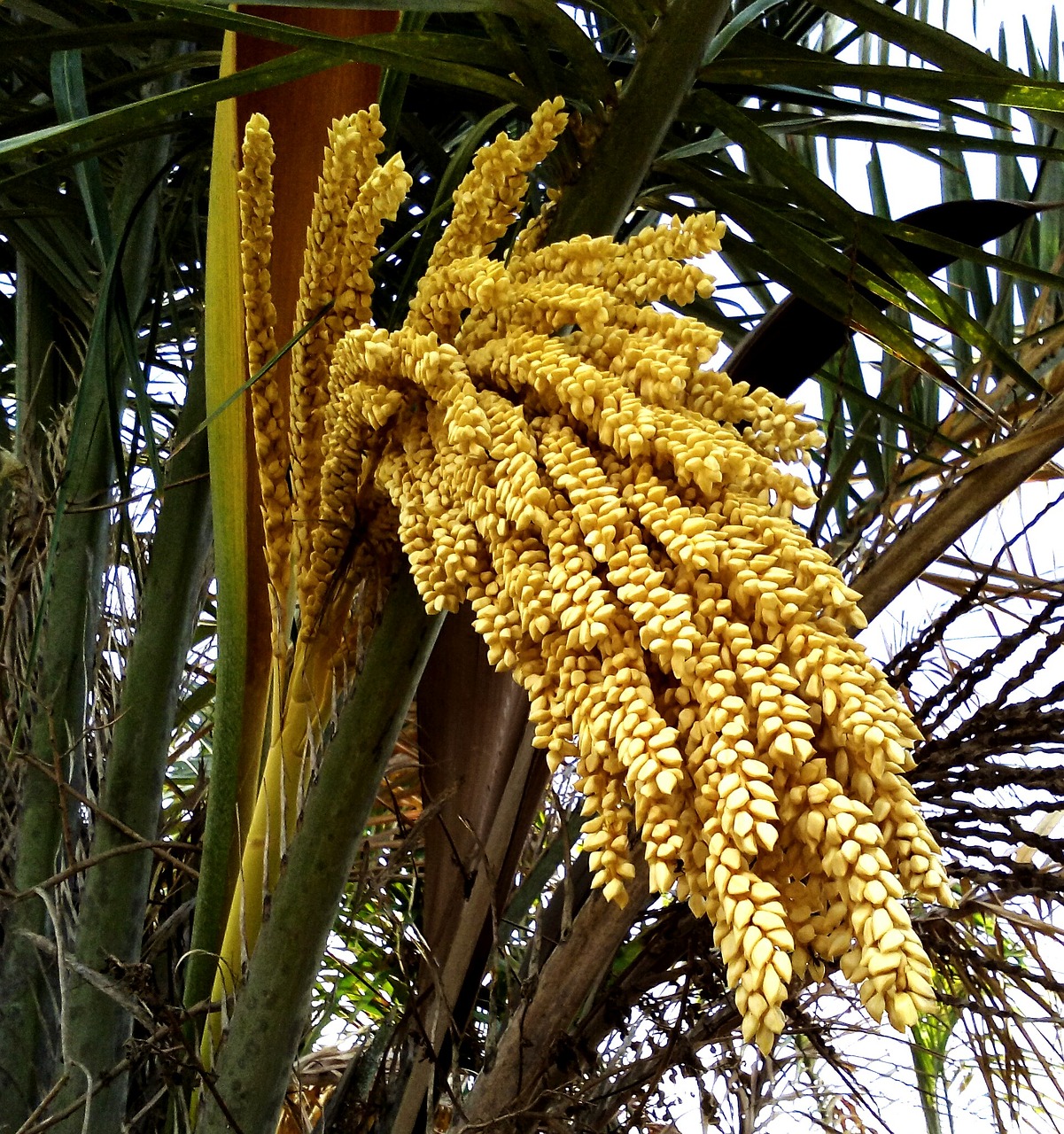 palm tree northeast brazil free photo