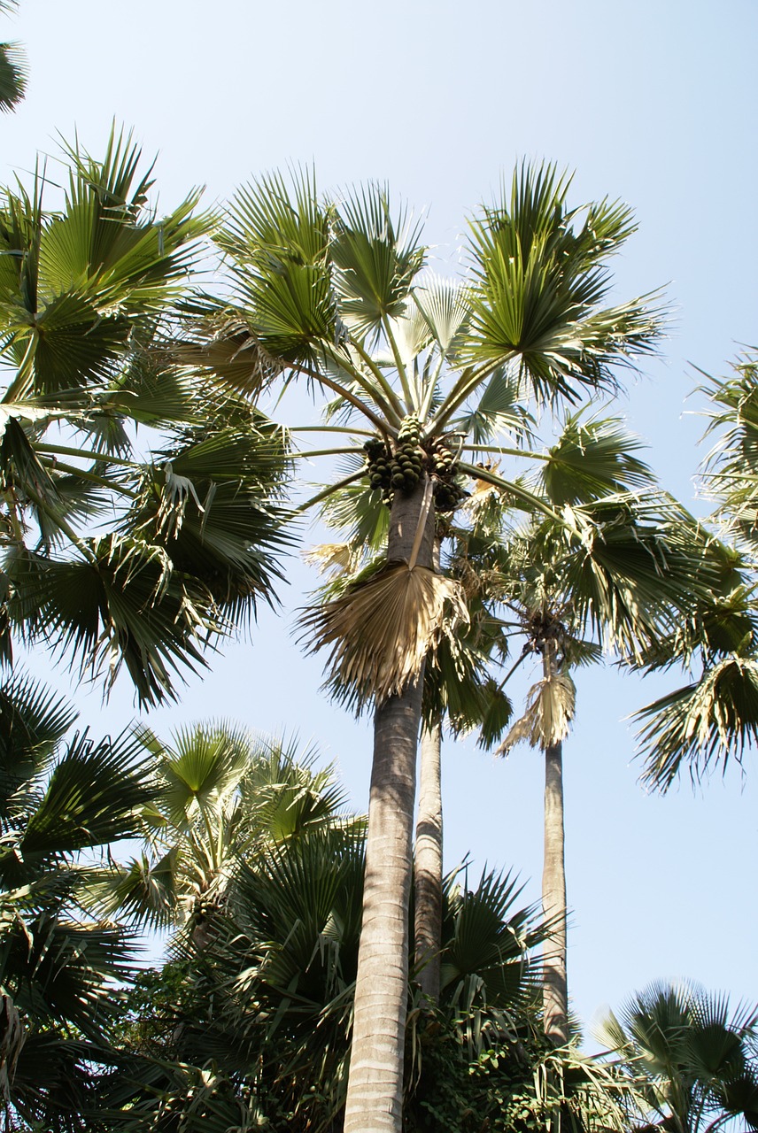 palm tree tropical gambia free photo