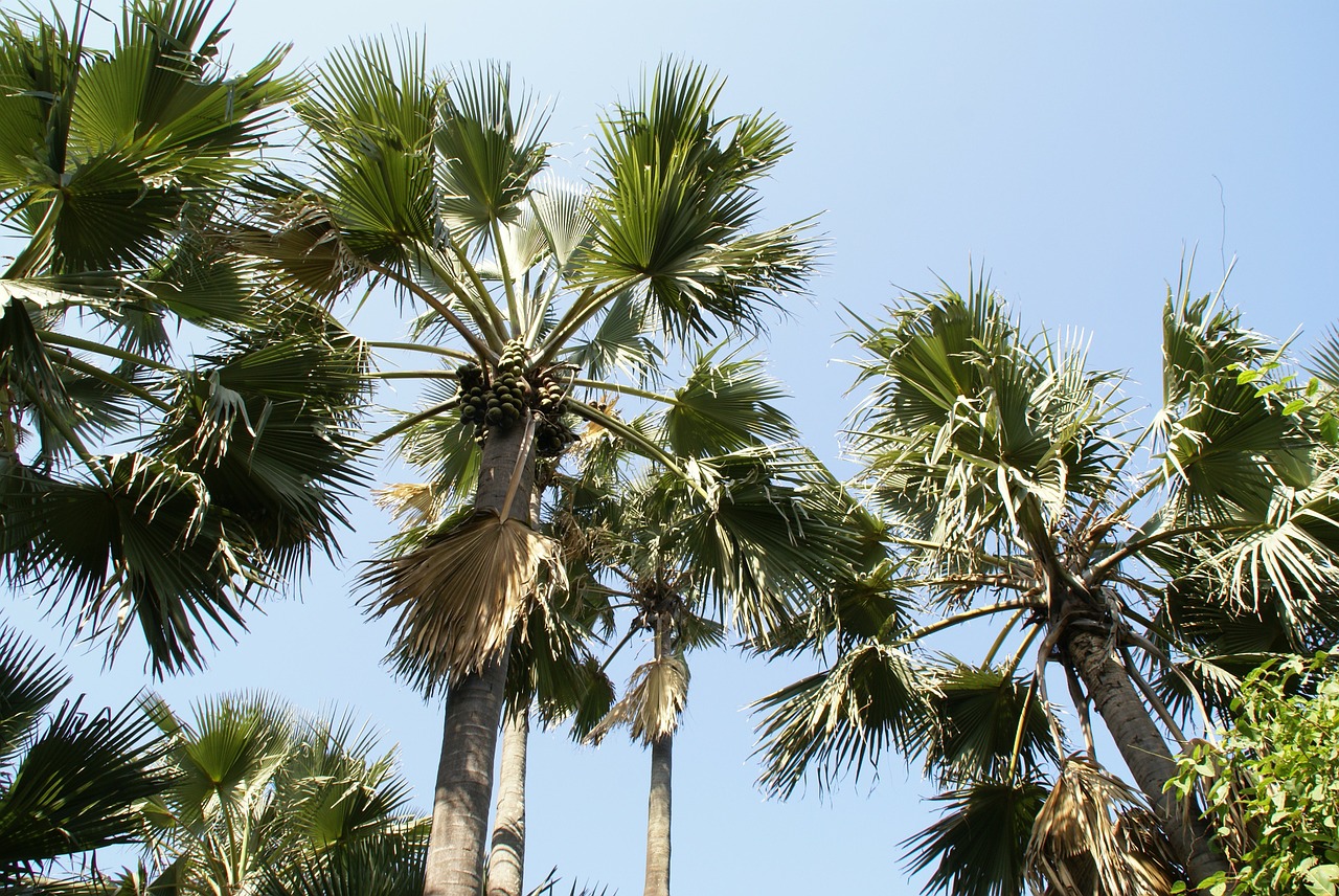 palm tree tropical gambia free photo