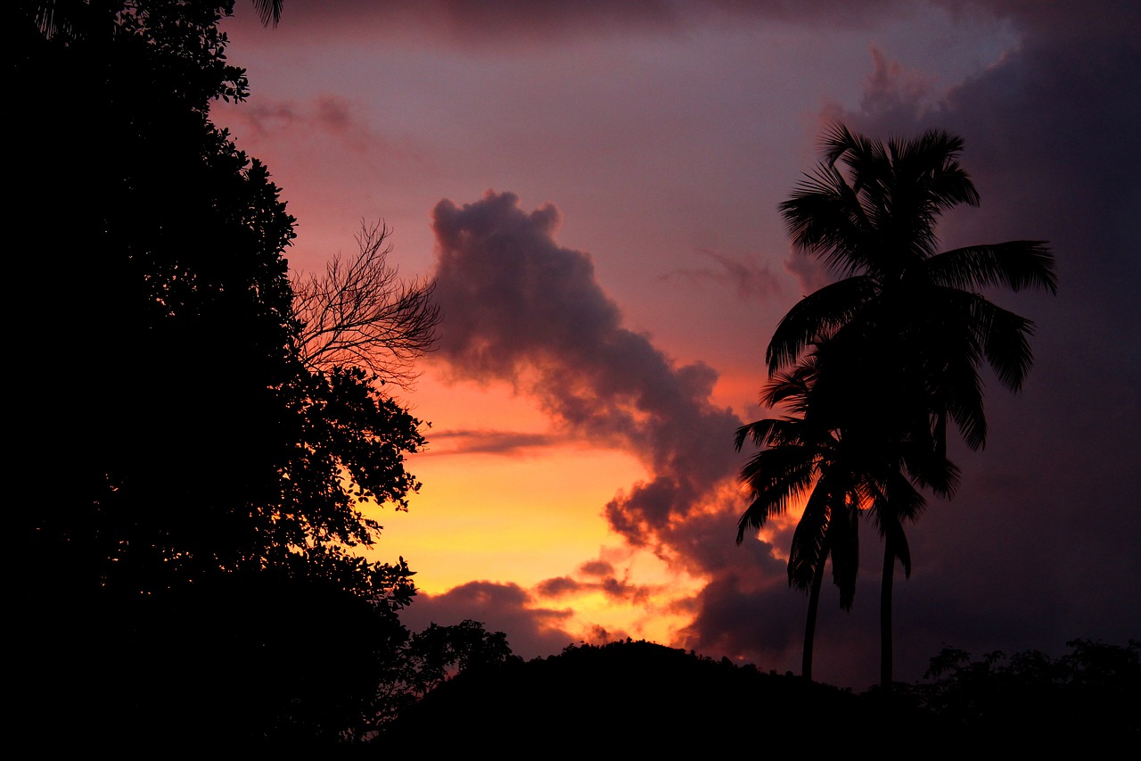 palm tree silhouette sunset free photo