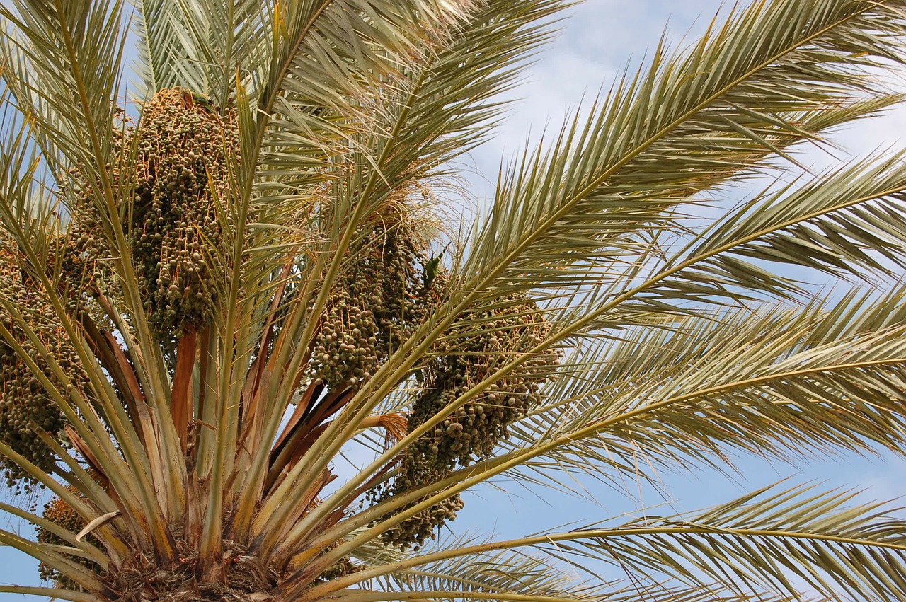 palm tree holiday tropical free photo