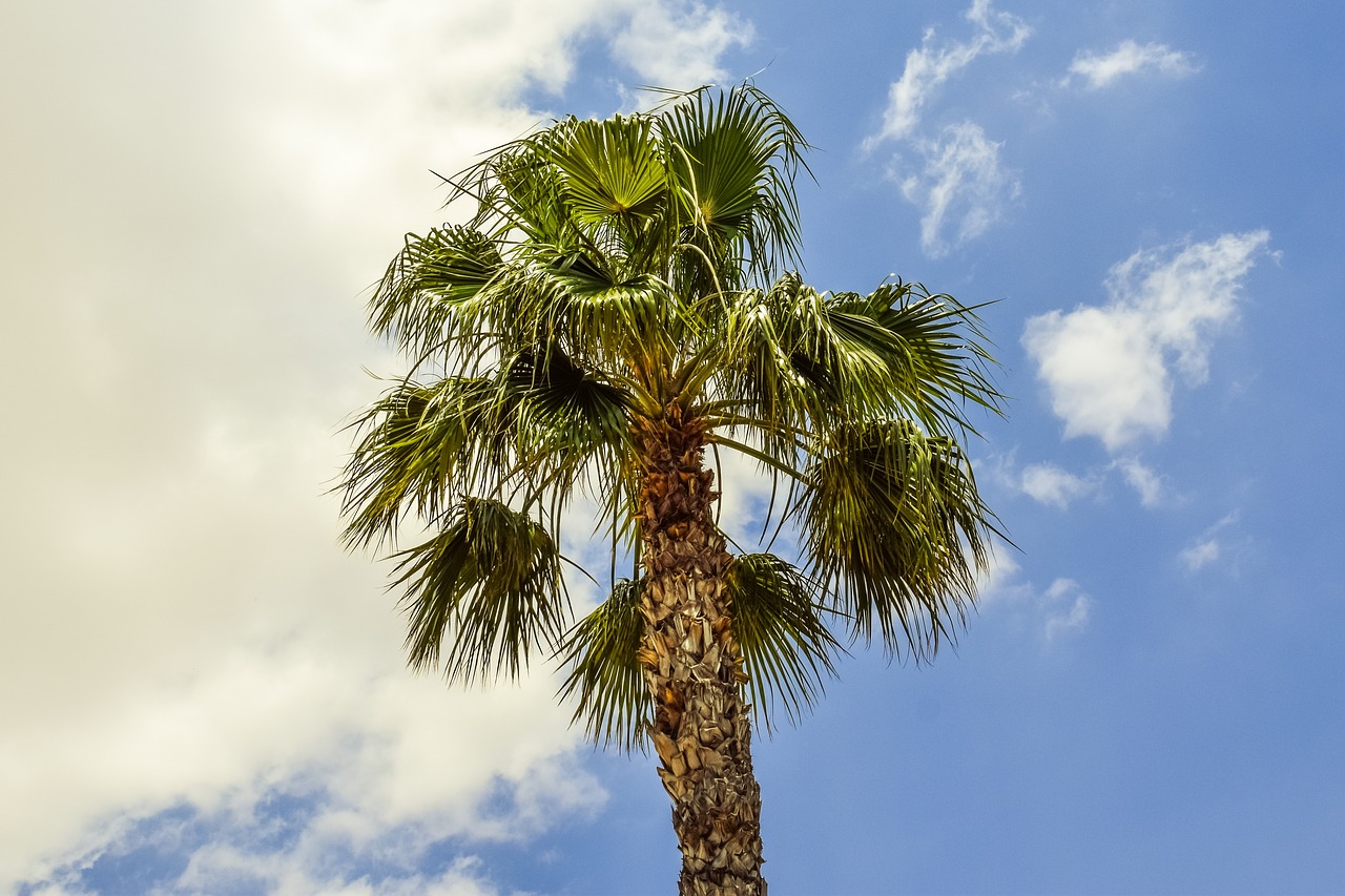 palm tree wind sky free photo