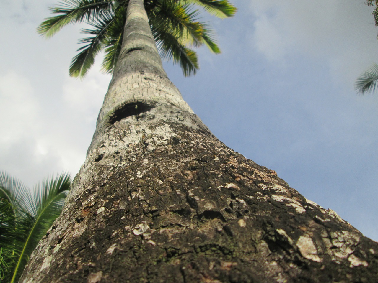 palm tree tree trunk coconut tree free photo