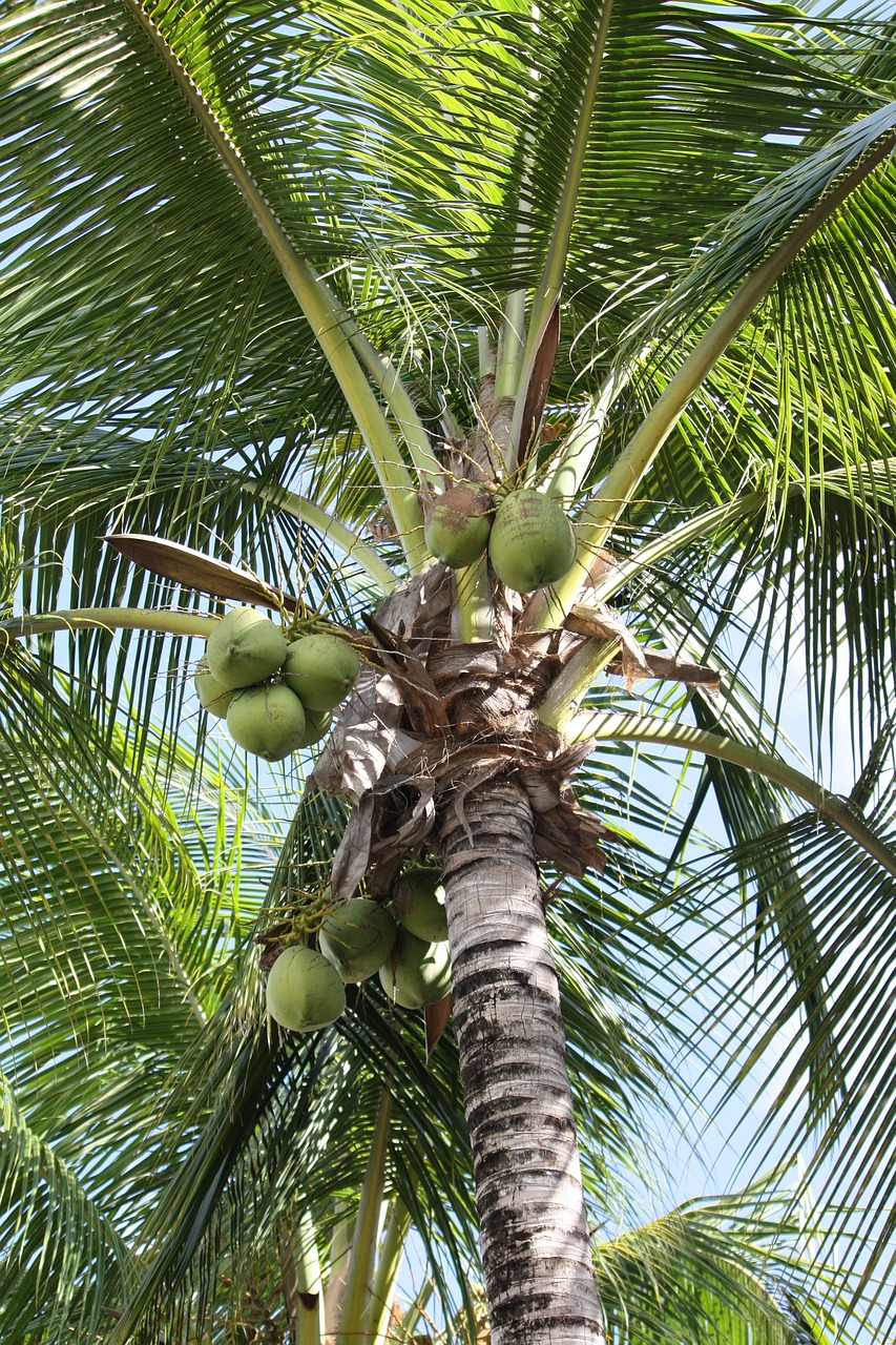 palm tree plant coconut free photo