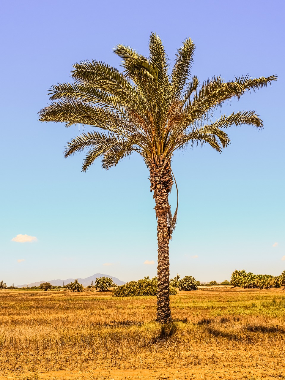 palm tree field landscape free photo
