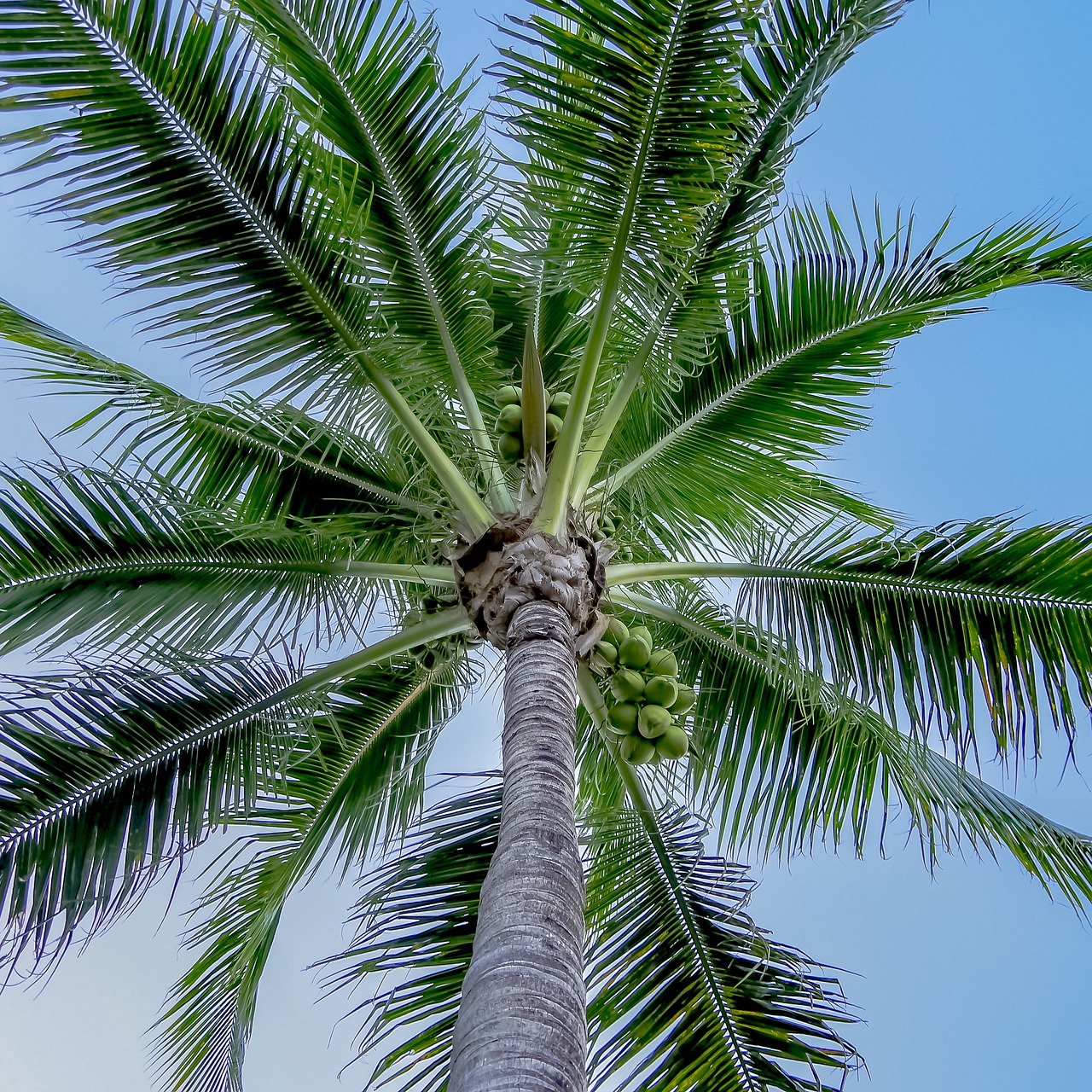 palm tree miami palm free photo