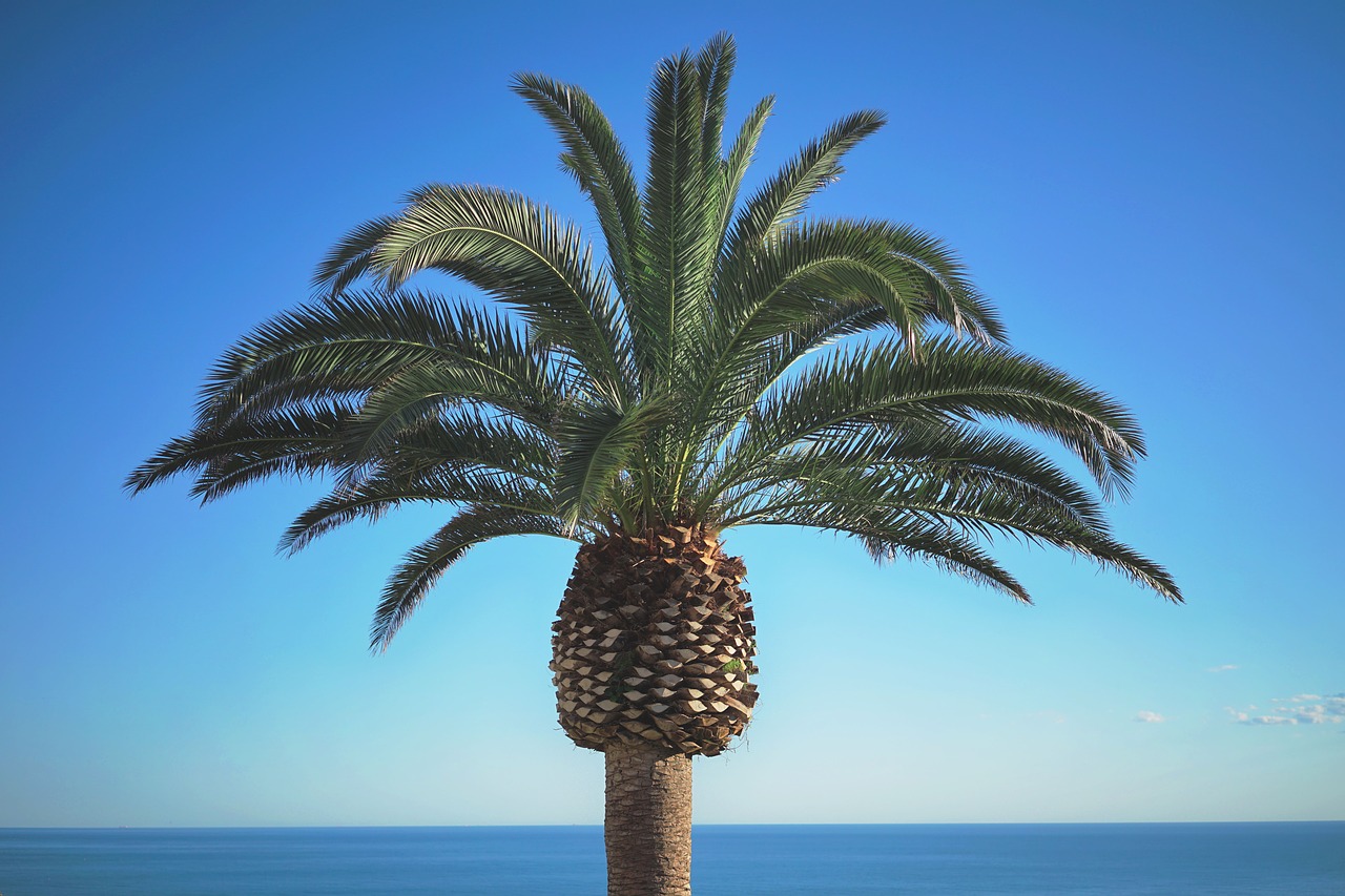 palm tree tropical vacation free photo