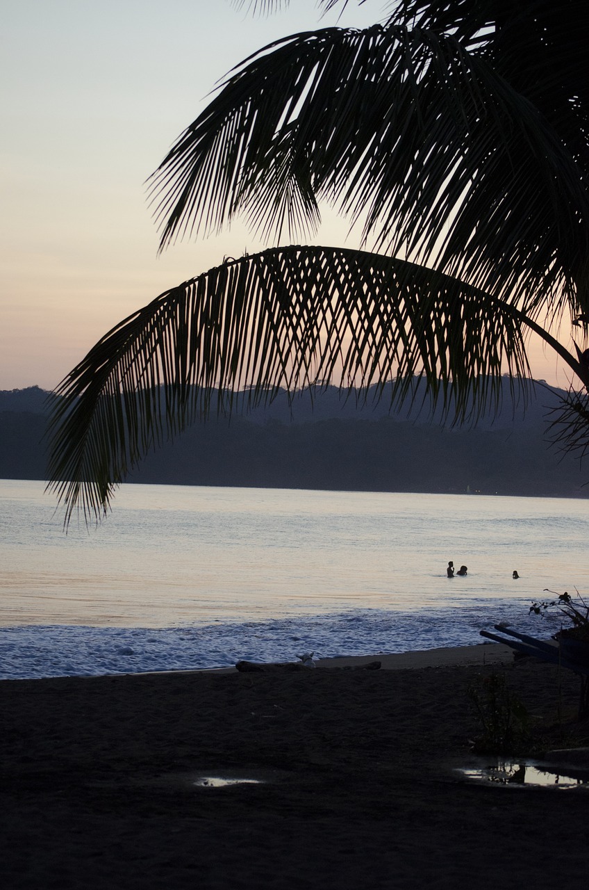 palm tree sunset shadow free photo