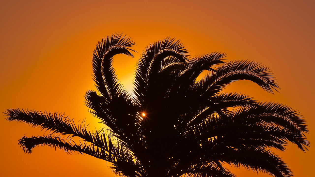 palm tree sunset sunlight free photo