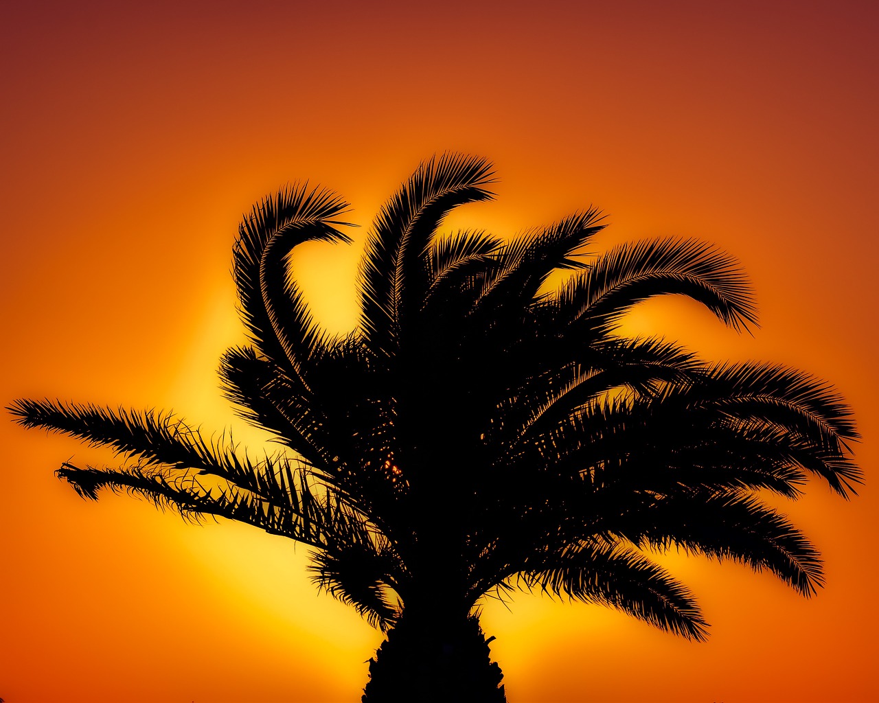 palm tree sunset sunlight free photo