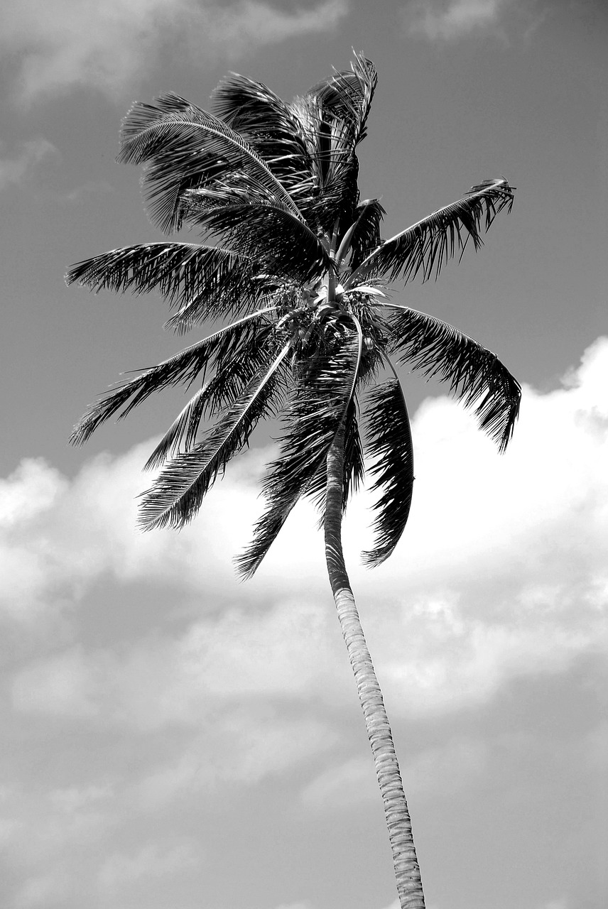 palm tree black white free photo