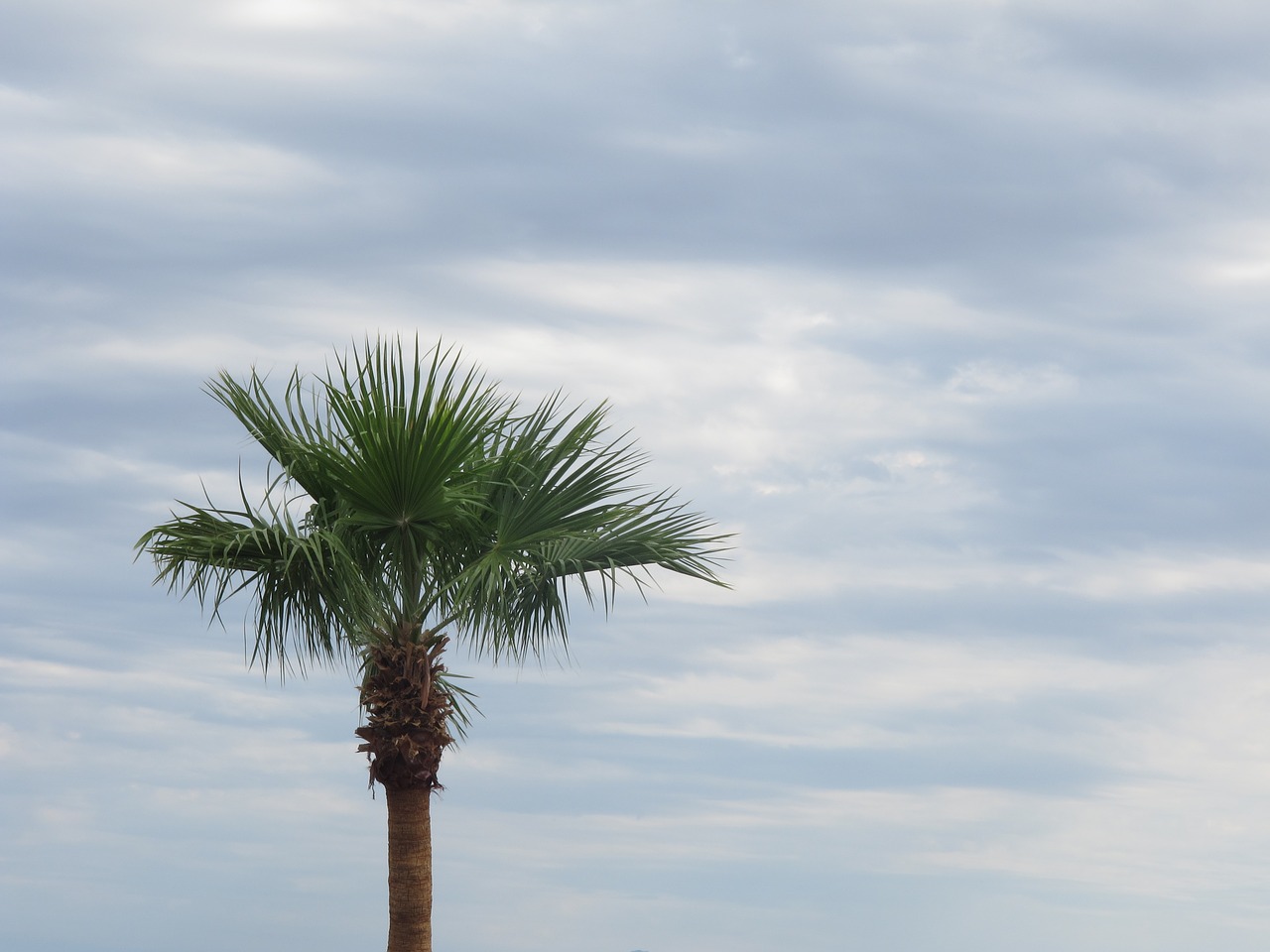 palm tree clouds sky free photo