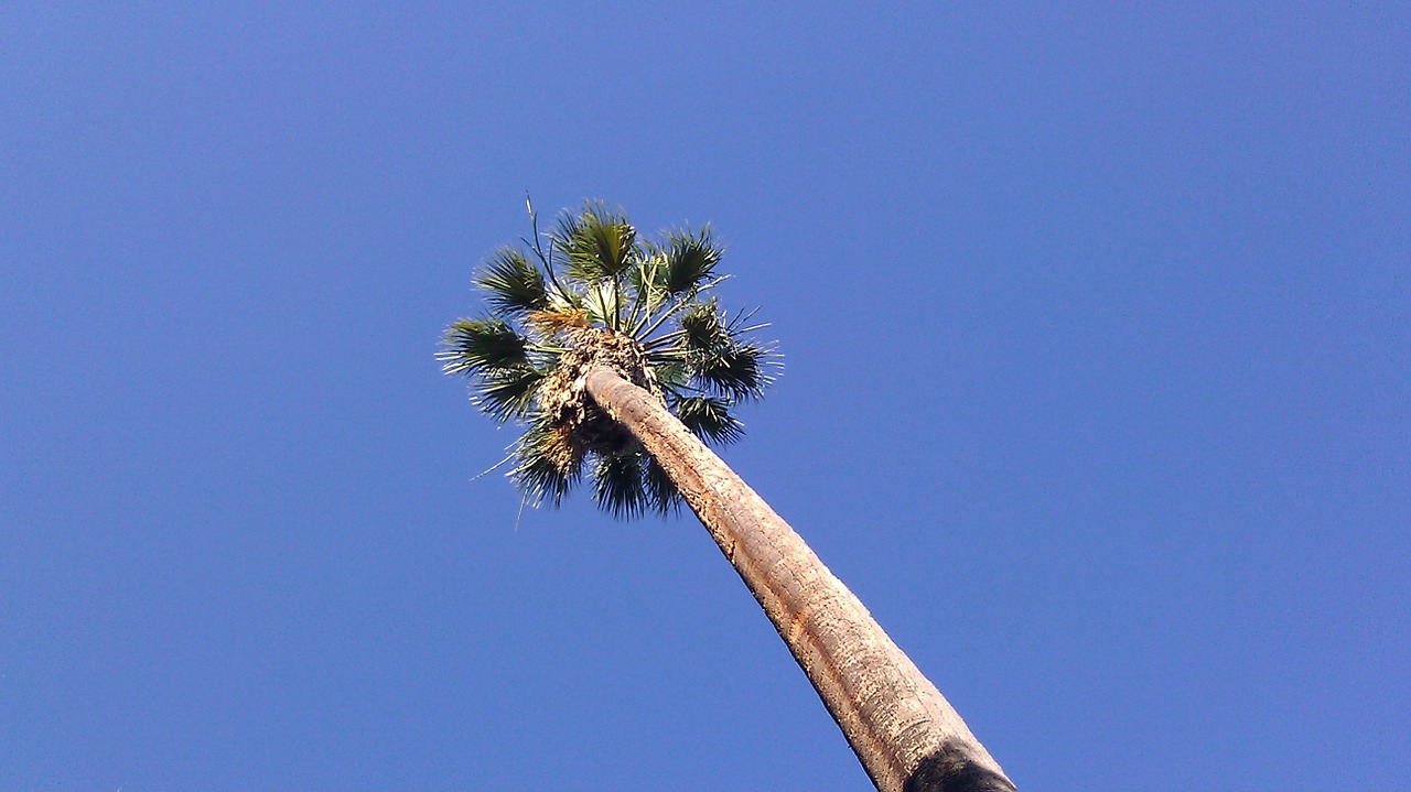 palm tree palm sky free photo