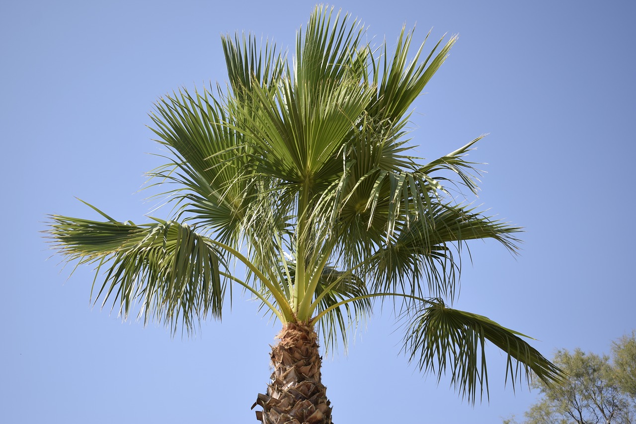 palm tree almeria summer free photo