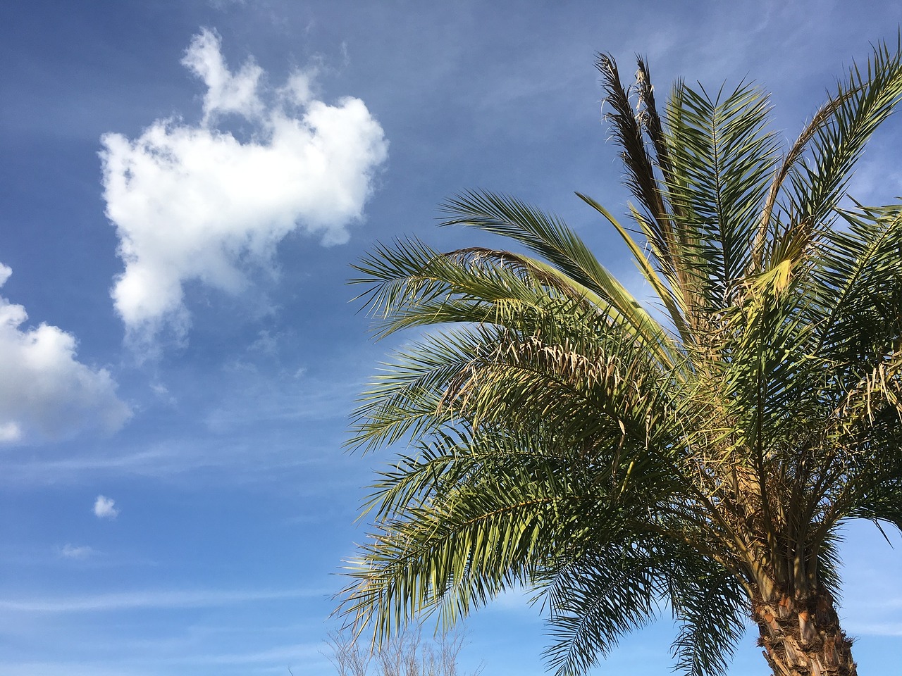 palm tree vacation blue sky free photo