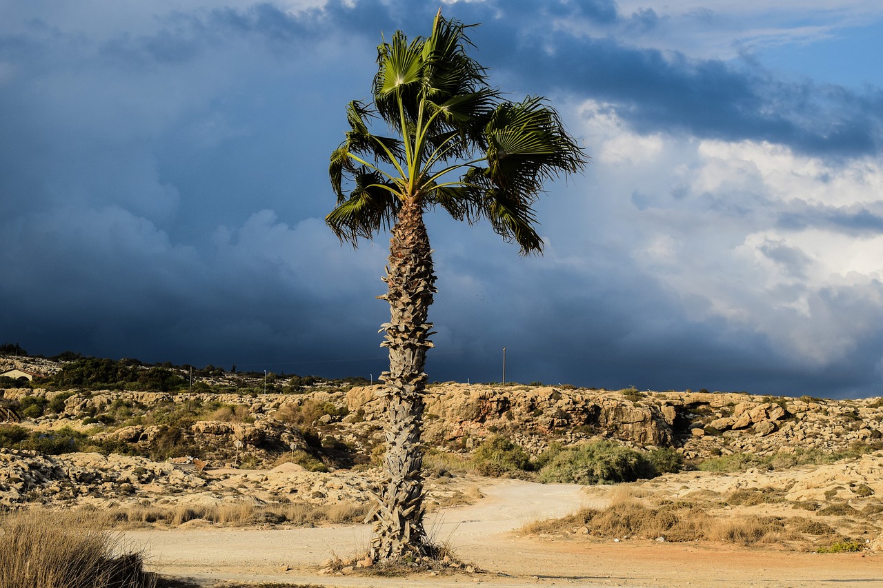 palm tree sky clouds free photo