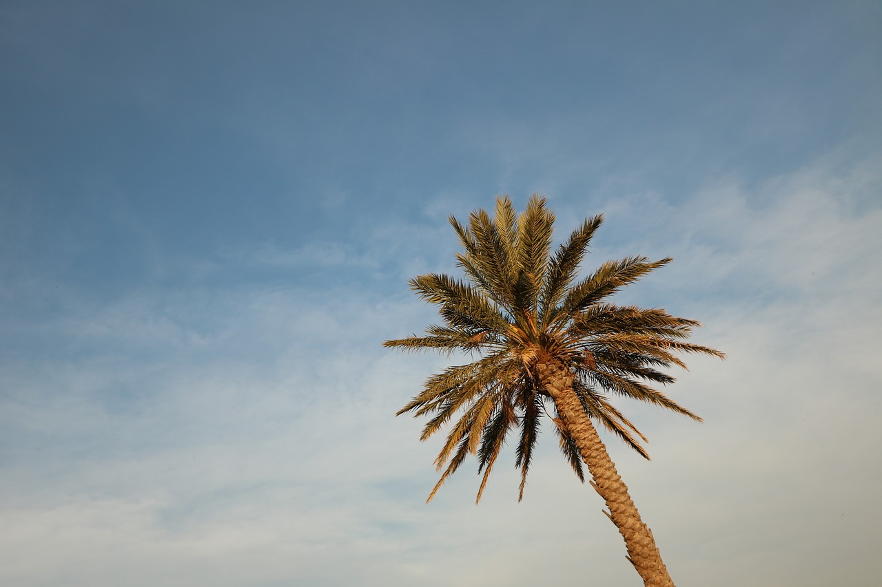 palm tree sky island free photo