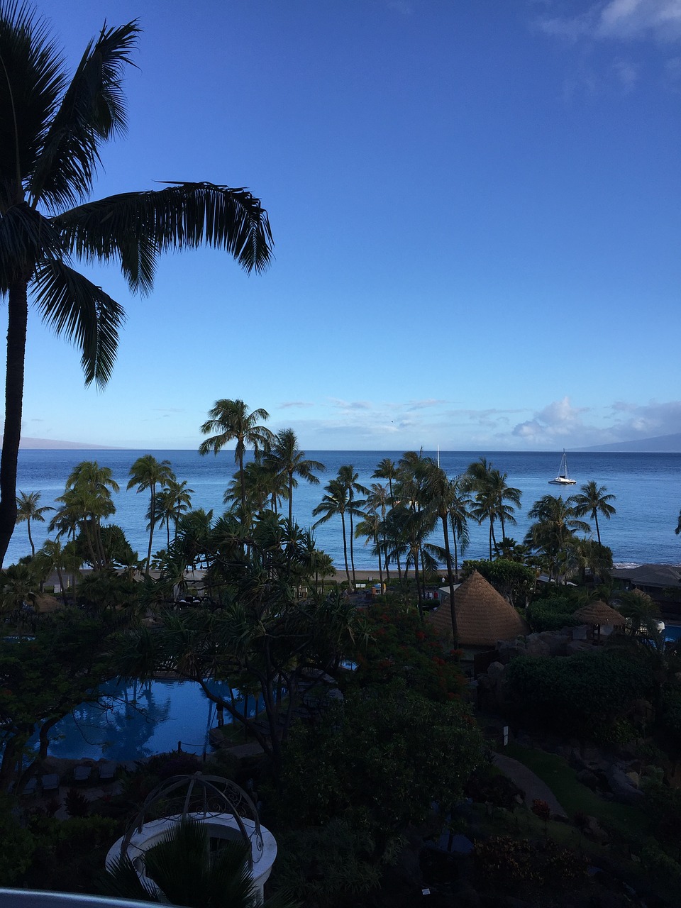 palm tree landscape tropical free photo