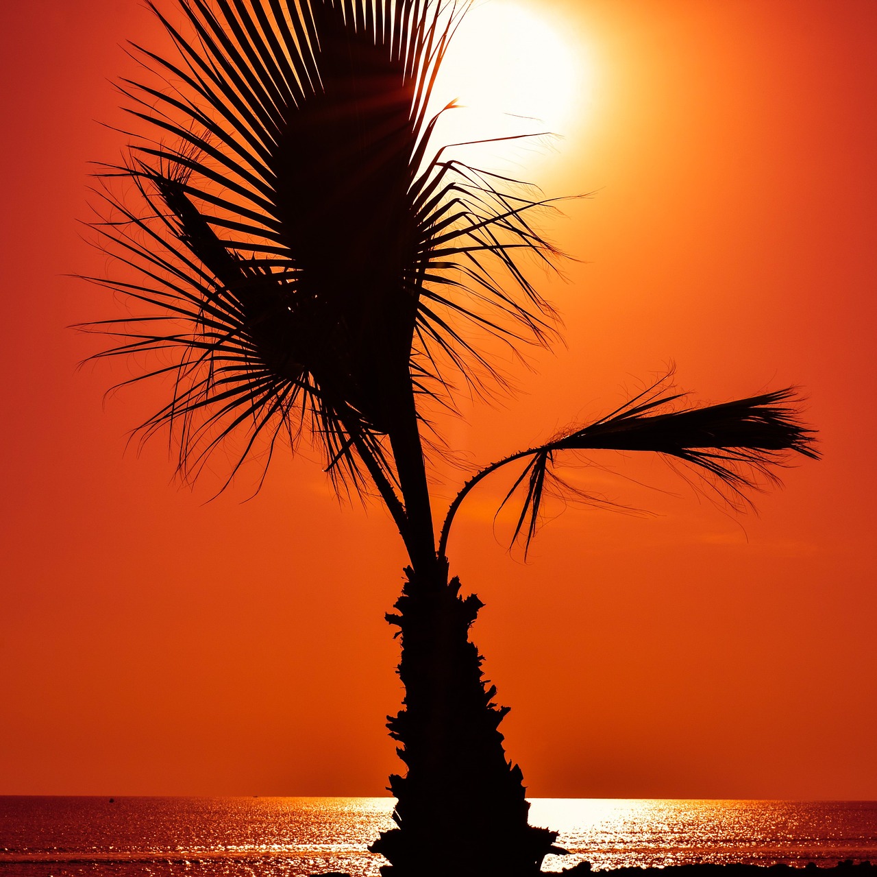 Download free photo of Palm tree,sunset,sunlight,orange,summer - from ...