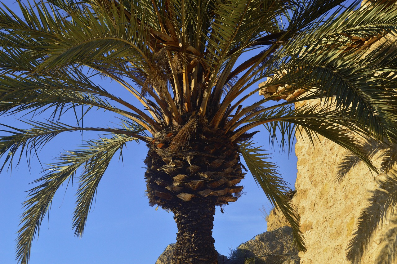 palm tree leaves of palm tree plant free photo