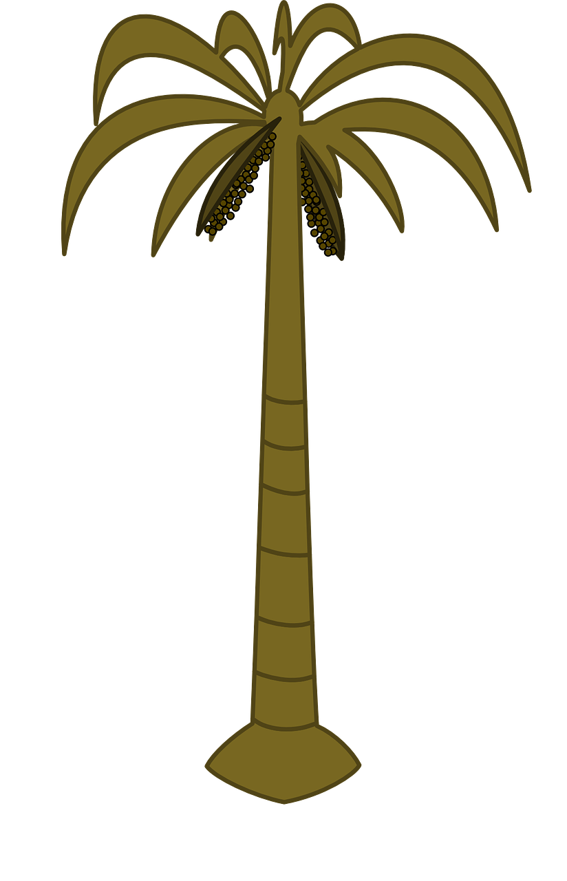 palm tree palm tropical free photo