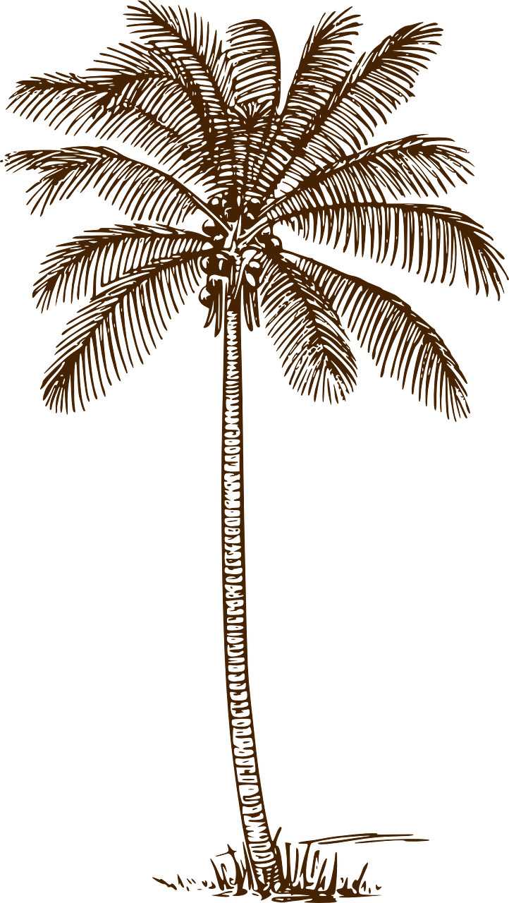 palm tree coconut palm palm free photo