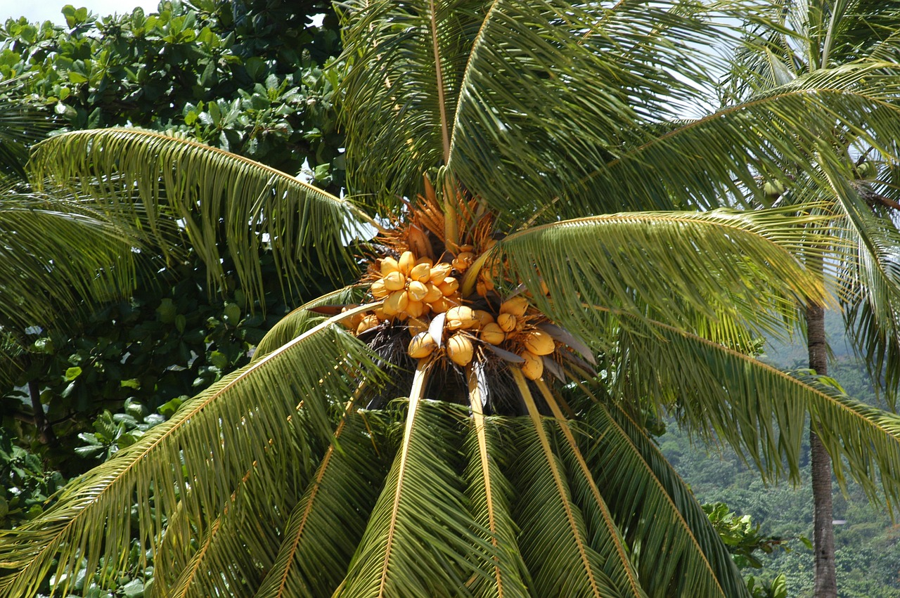 palm tree tropical tree free photo