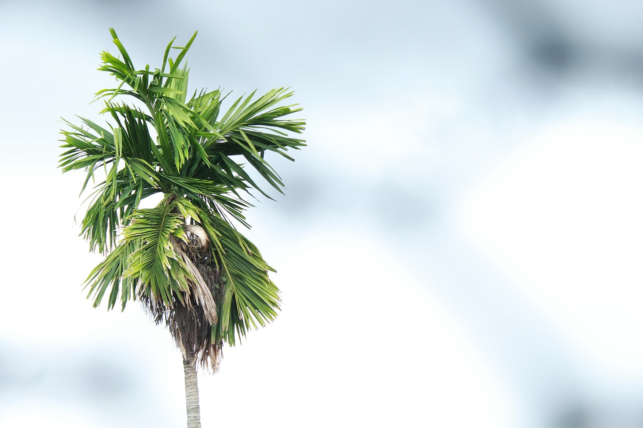 palm tree sky palm free photo