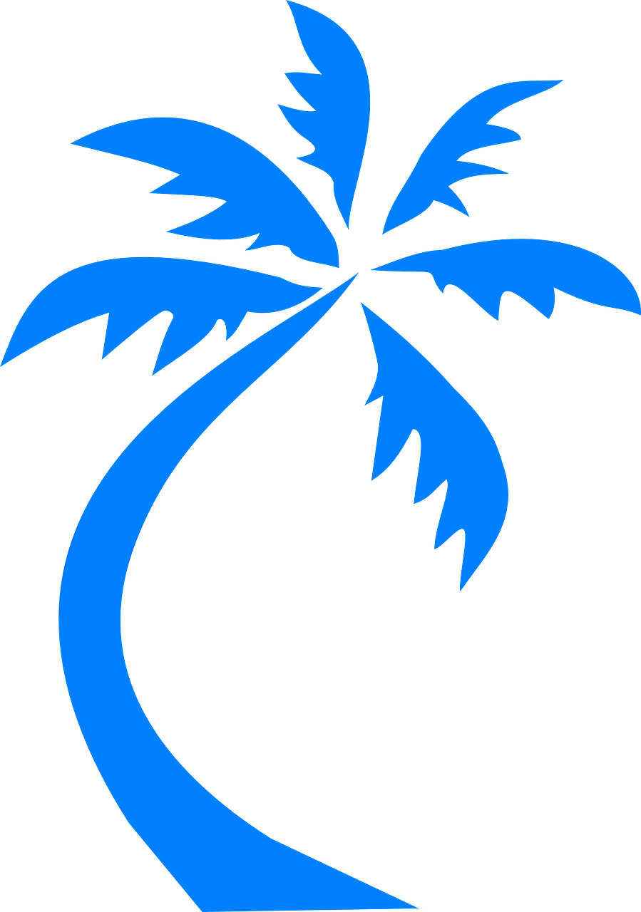 palm tree palm blue free photo