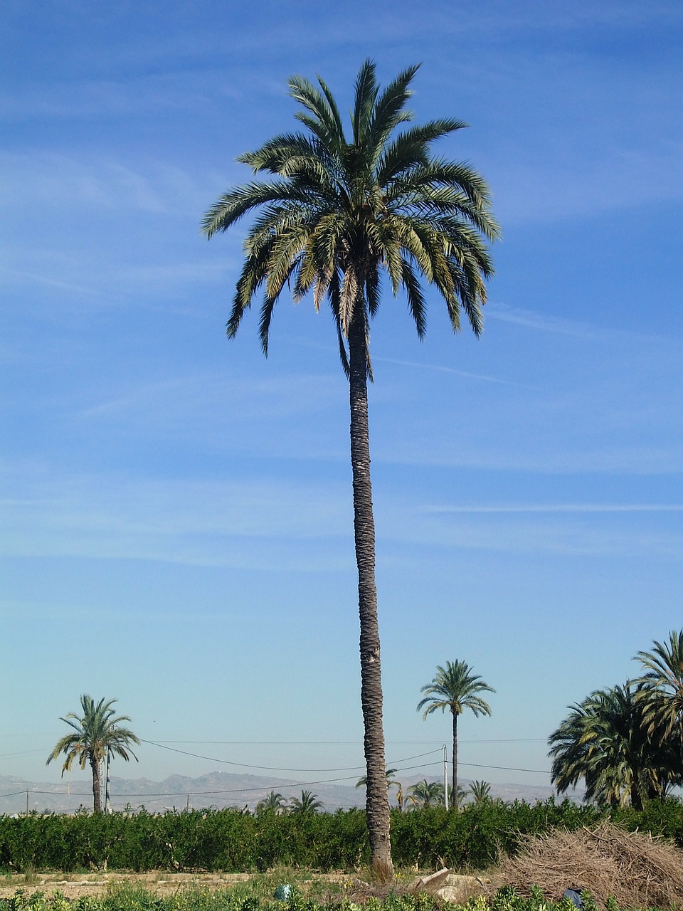 palm tree field elche free photo