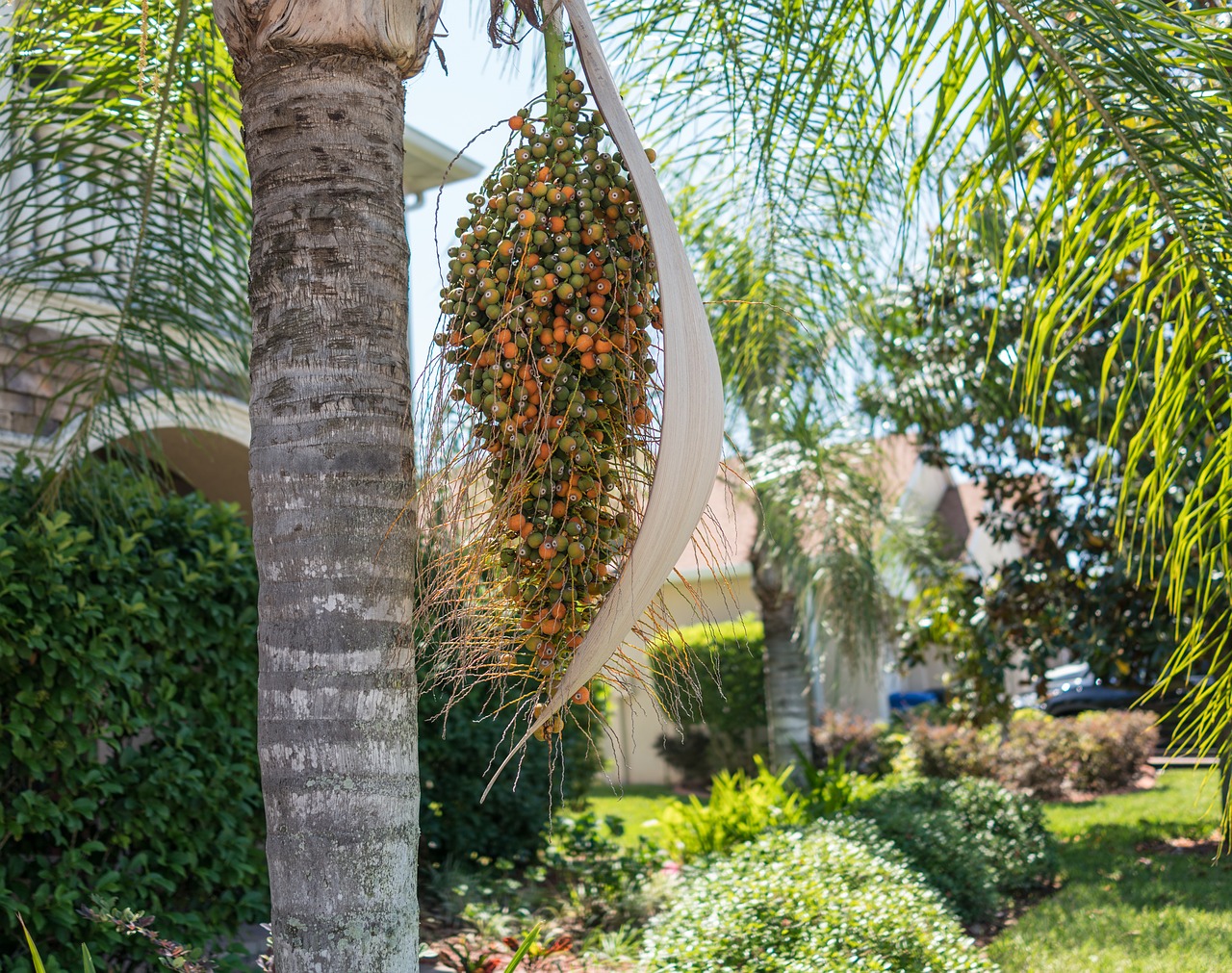 palm tree  berries  flora free photo