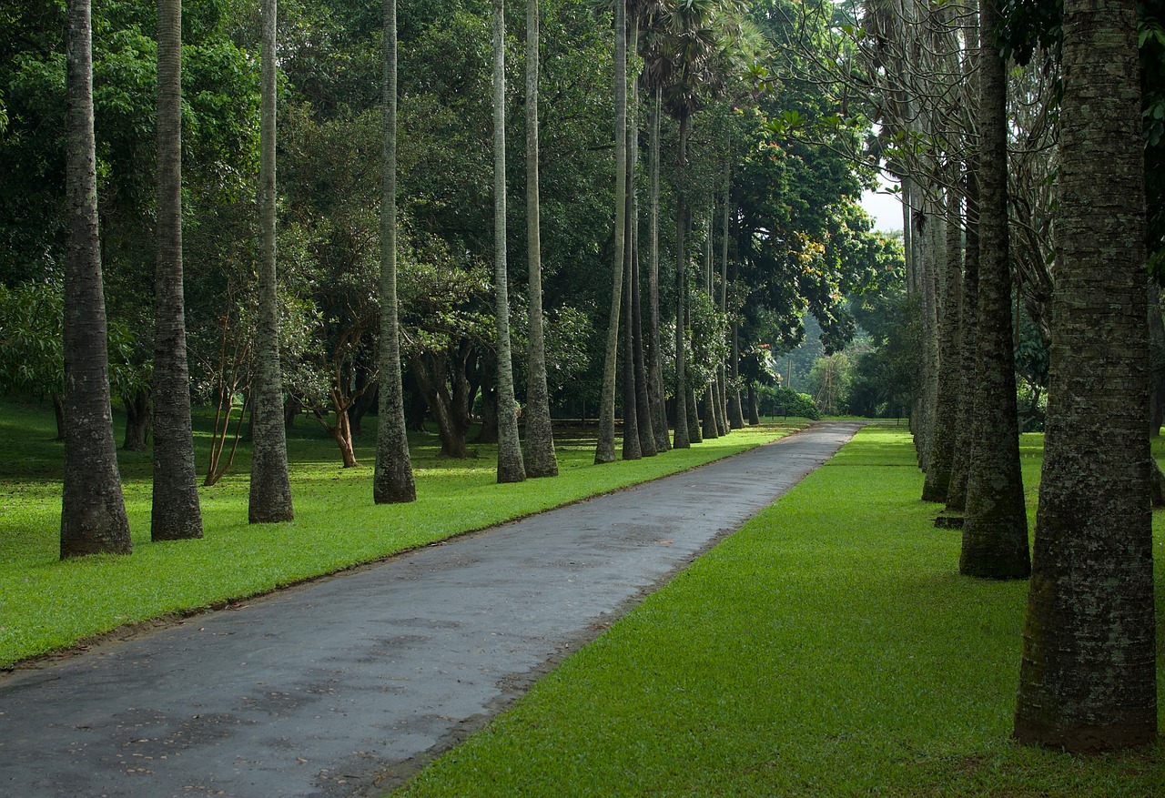 palm tree  road  nature free photo