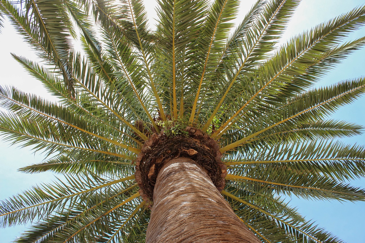 palm tree  blue sky  blue free photo