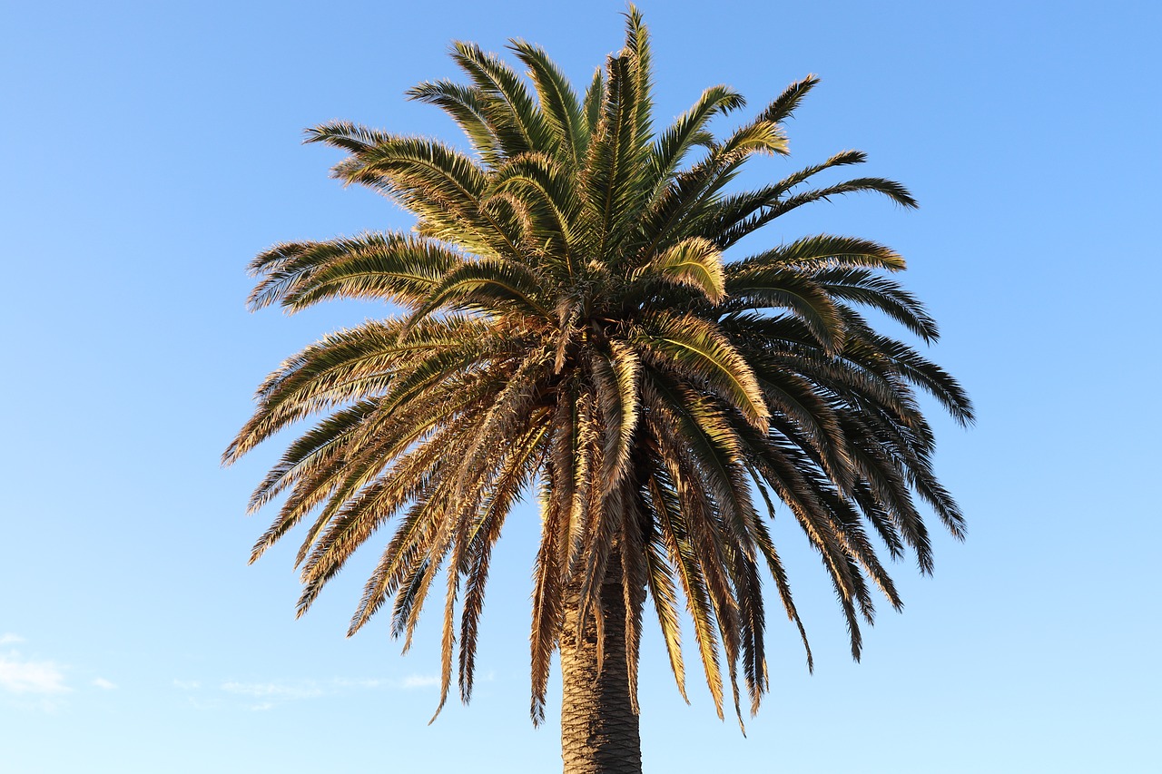 palm tree  blue sky  beach free photo