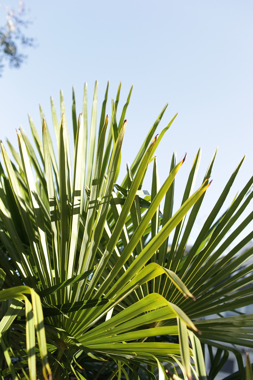 palm tree  palm leaf  tropical free photo