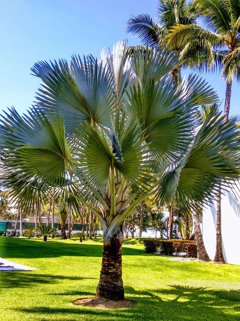 palm tree  beach  open air free photo