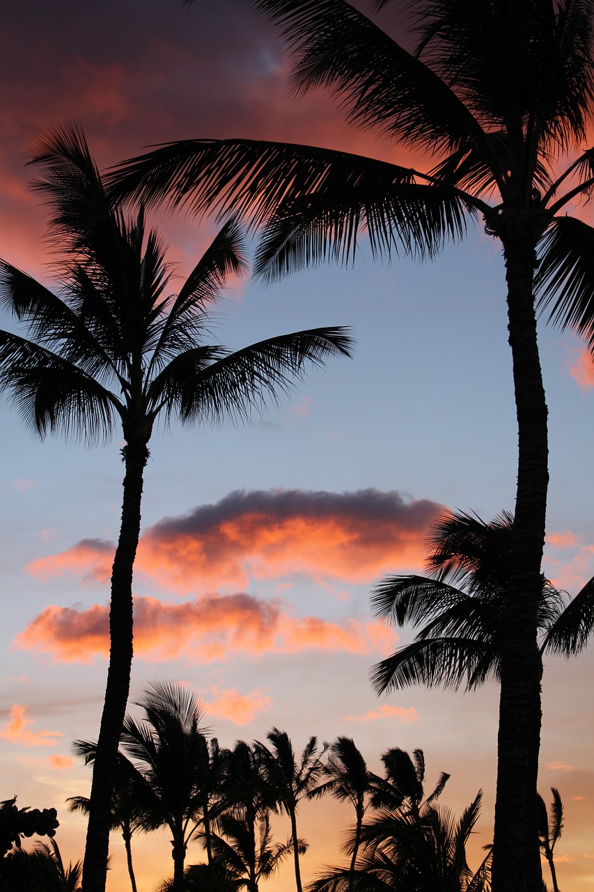 palm tree palm palms free photo