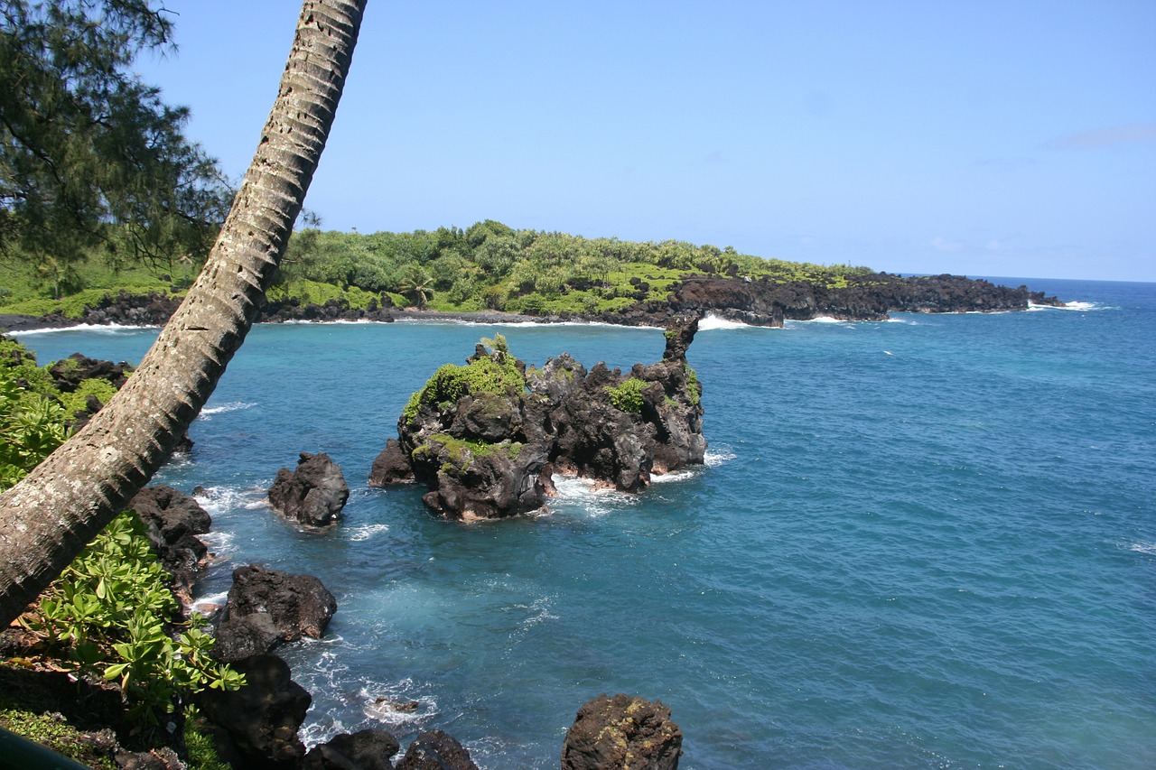 palm tree hawaii maui free photo