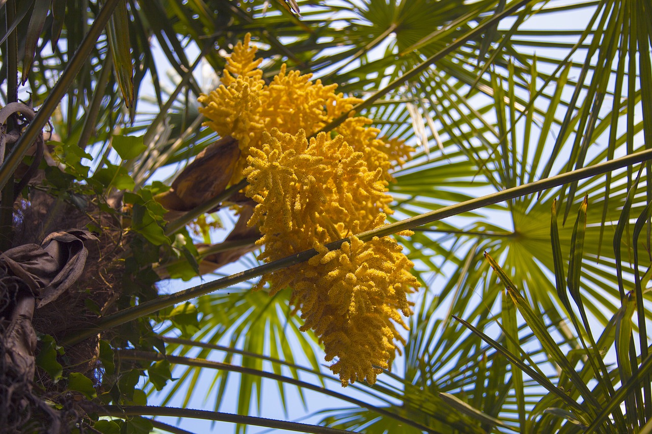 palm tree  yellow  flower free photo