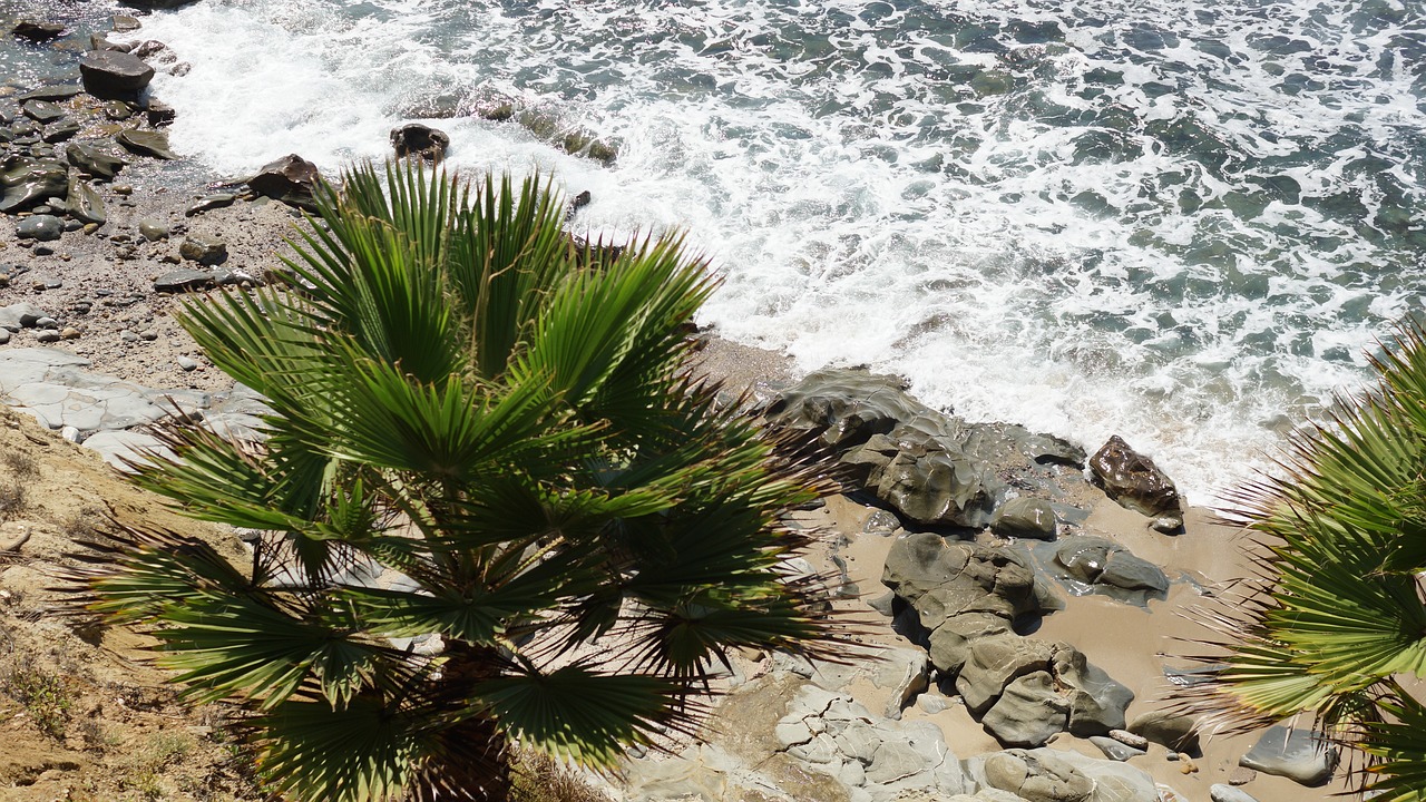 palm tree  rocks  pacific free photo