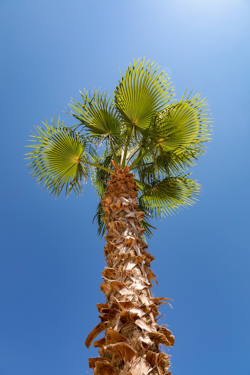 palm tree  summer  green free photo