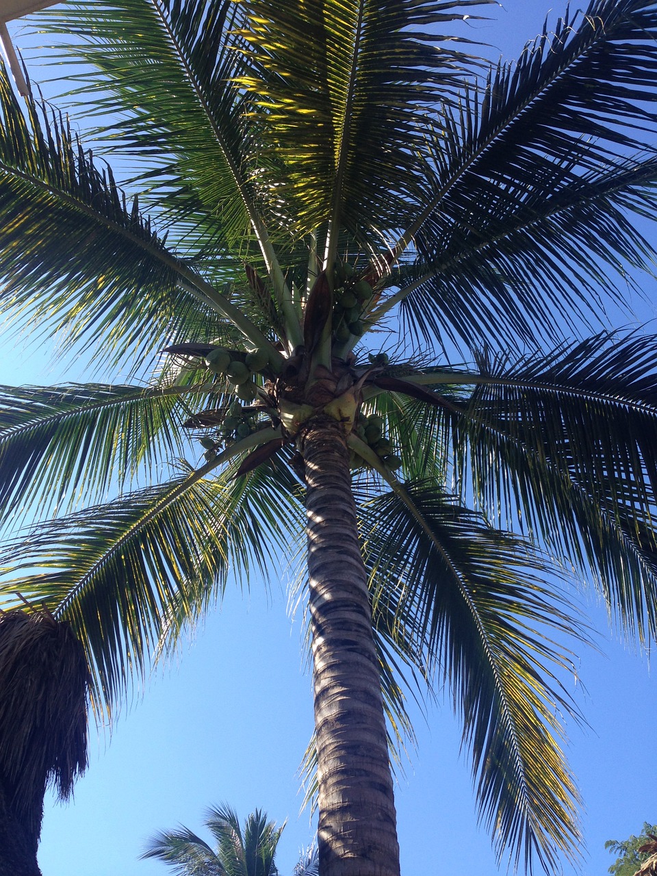 palm tree palm sky free photo