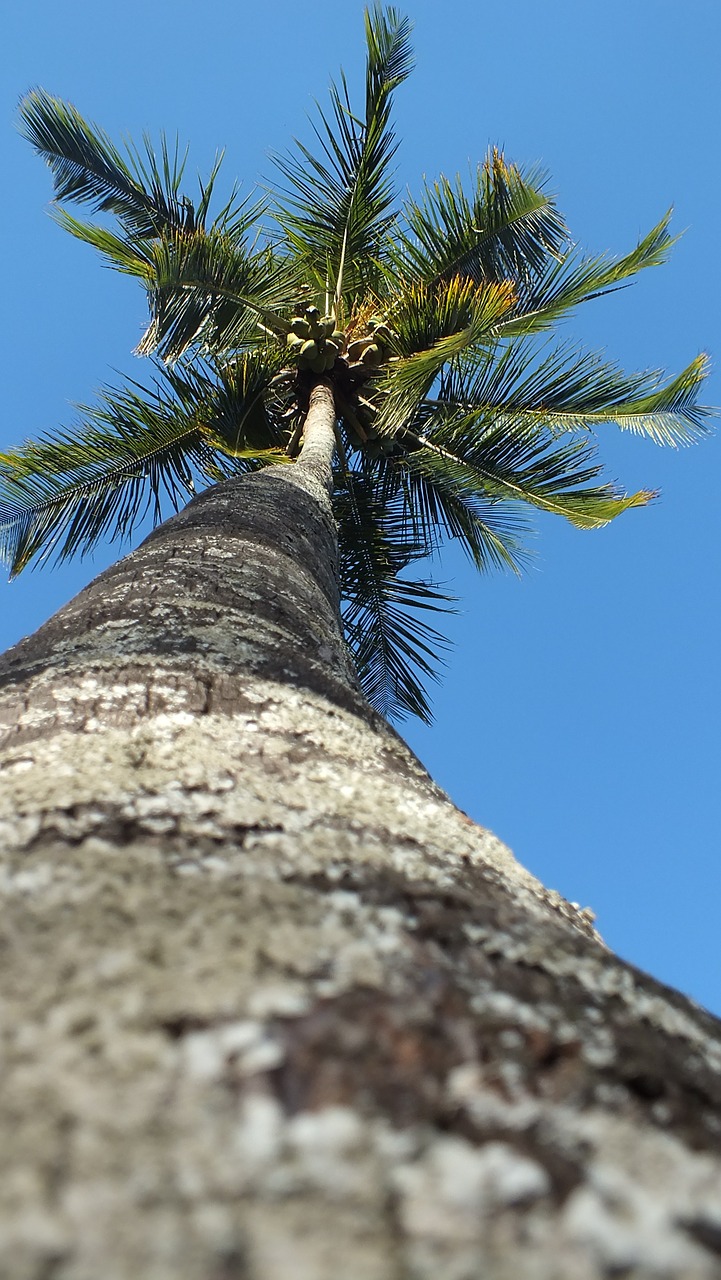 palm tree majestic long free photo