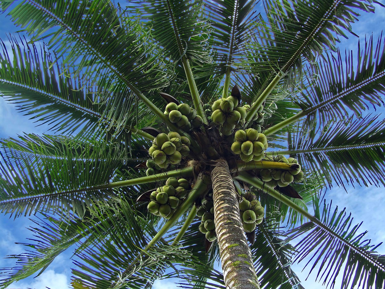 palm tree  coconuts  coconut free photo