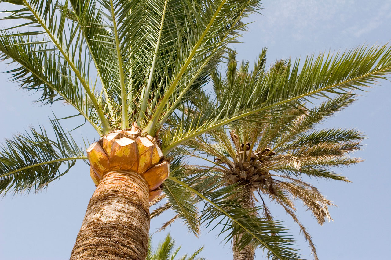 palm palms tree free photo