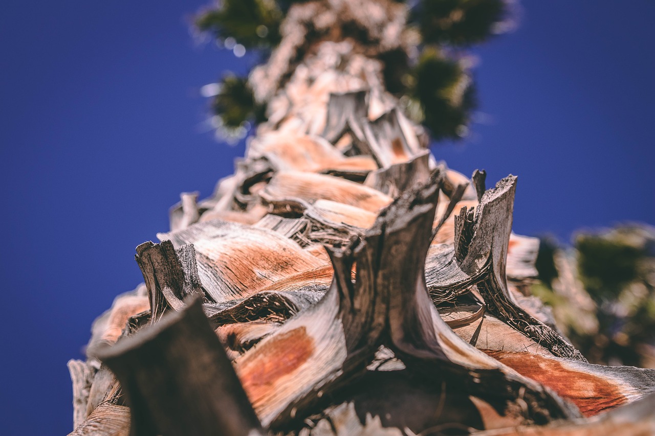 palm tree  close shot palm tree  bottom shot palm tree free photo