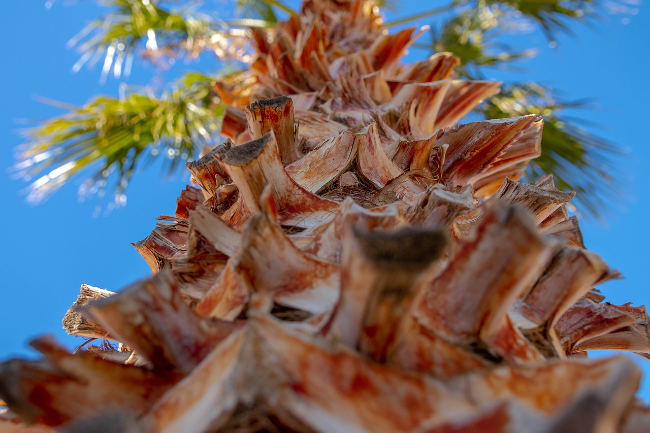 palm tree  close shot palm tree  bottom shot palm tree free photo