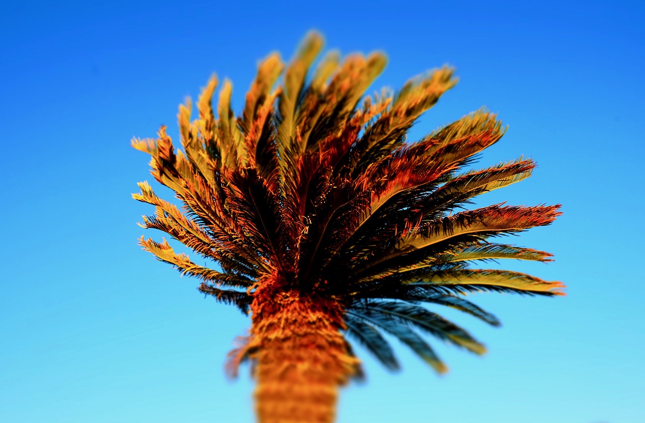 palm tree  sky  blue free photo